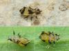Iziphya bufo